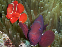 Premnas biaculeatus - are you curious ? by Alex Varani 